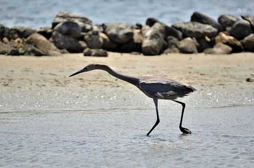Roodhalsreiger in Curaçao