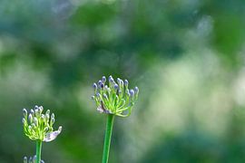 Agapanthus in bud