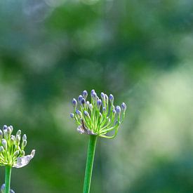 Agapanthus in der Knospe von Patricia Hofmeester