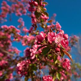 Blüte an einem Pflaumenbaum im Frühling