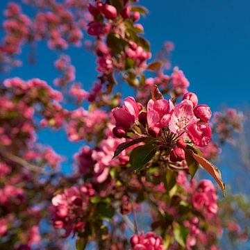 Bloesem aan een pruimenboom in de lente
