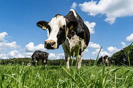 Dutch cows by Scandinavian Photography