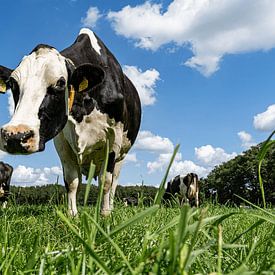 Dutch cows by Scandinavian Photography