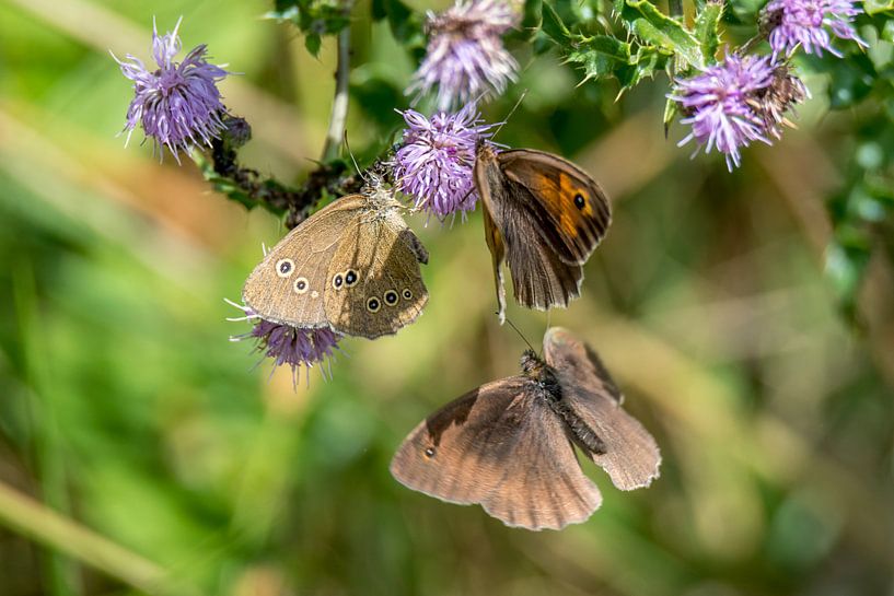 Drei Schmetterlinge von Hans-Jürgen Janda