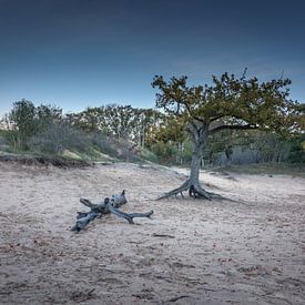 Einsamer Baum von Patrick Herzberg