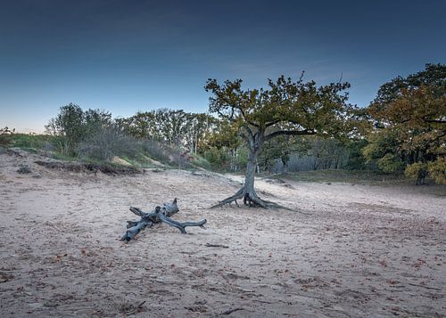 Arbre solitaire