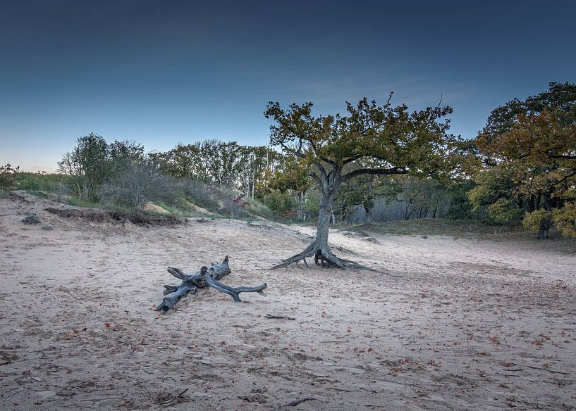 Lonely tree by Patrick Herzberg