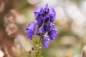 violette Herbstpracht