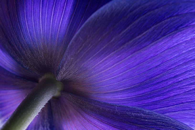 Une anémone vue d'en bas (macrophotographie) par Marjolijn van den Berg