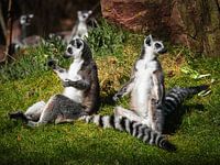 Two ring-tailed lemurs enjoying the sunshine
