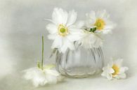 Flower Symphony - bella white von Lizzy Pe Miniaturansicht