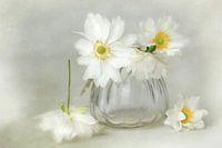 Bloemensymfonie - bella wit