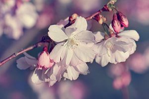 Kirschblüte von Violetta Honkisz
