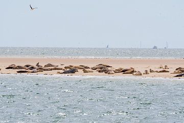 Les phoques dans la mer des Wadden sur Merijn Loch