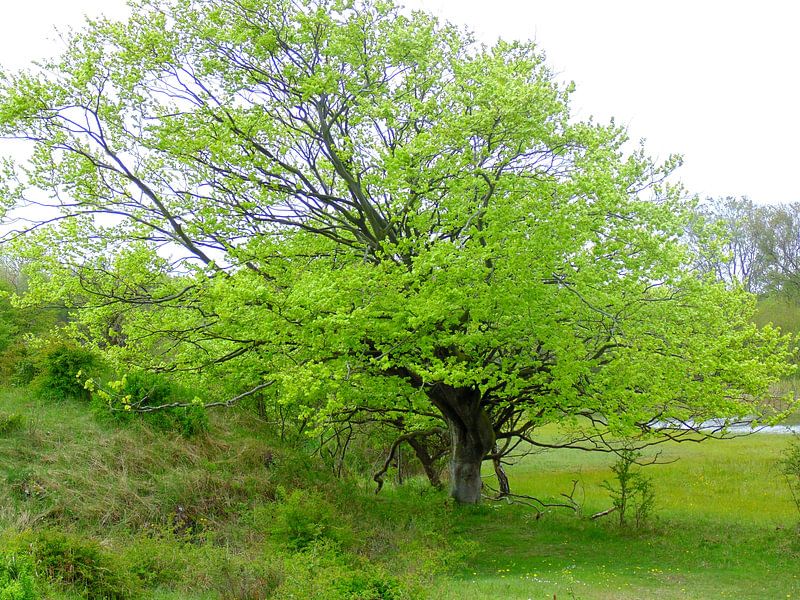 Groen by Koos Iperen