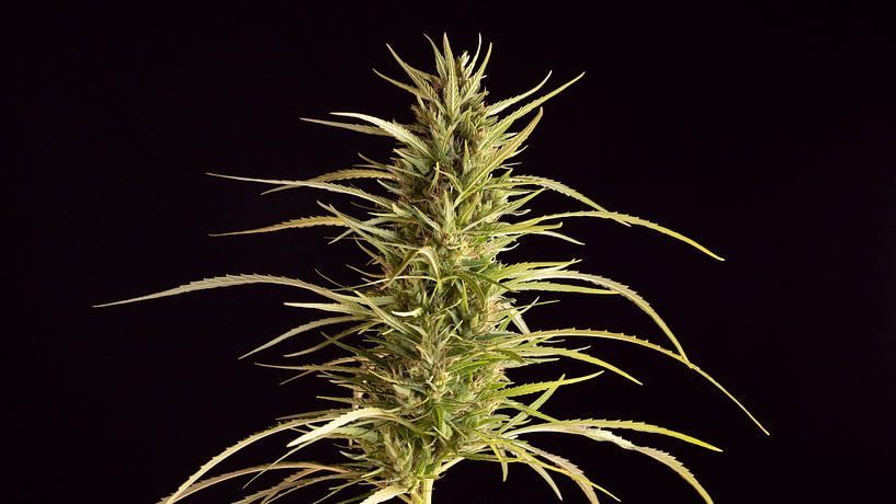 Cannabis in Blüte - Nahaufnahme von Robin Jongerden