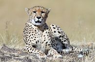 Cheetah van Angelika Stern thumbnail