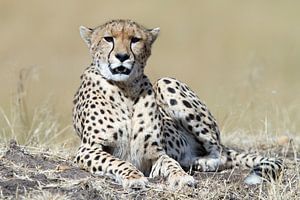 Cheetah van Angelika Stern