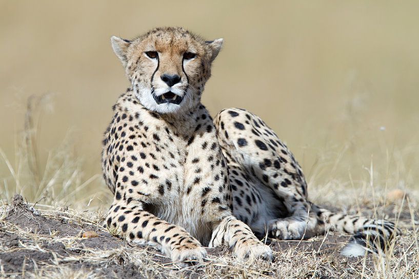 Gepard von Angelika Stern