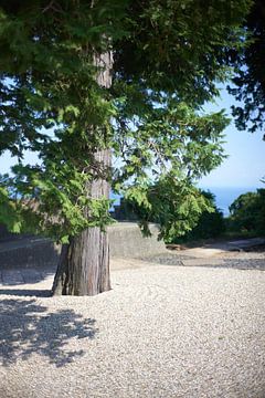 Baum im japanischen Garten, Odawara. von André Bouterse