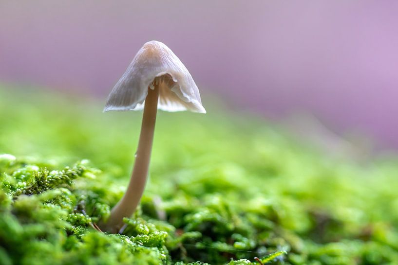 Pilze von Evelyne Renske