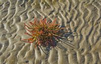bloeiende lente in het wad van Peter Eckert thumbnail