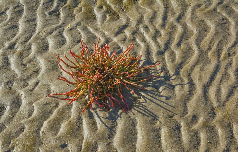 bloeiende lente in het wad van Peter Eckert