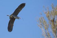 vogel bird