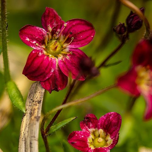 Saxifraga of Steenbreek