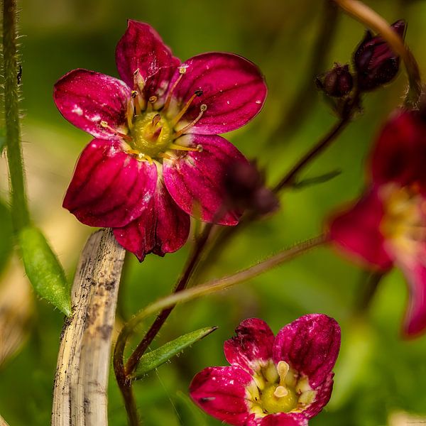 Saxifraga ou casse-pierre par Huub de Bresser