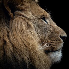 Löwenkopf in Farbe! von Claire Groeneveld
