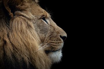 Lion head in color! by Claire Groeneveld