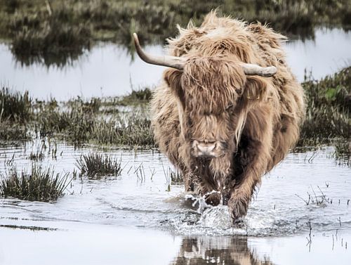 Schotse Hooglander waterland