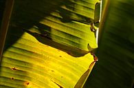 Palmblatt Nahaufnahme von Inge Teunissen Miniaturansicht