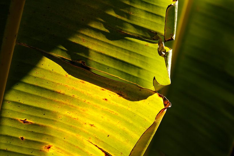 Palm leaf close-up by Inge Teunissen