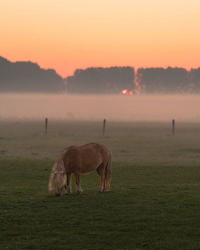Le poney dans la nature
