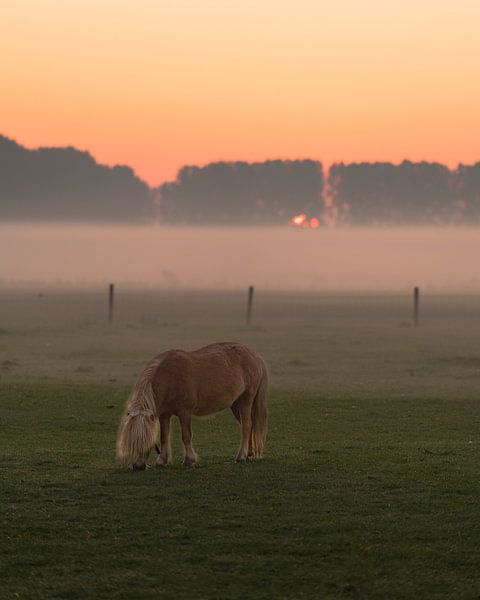 Pony in nature by Mirac Karacam