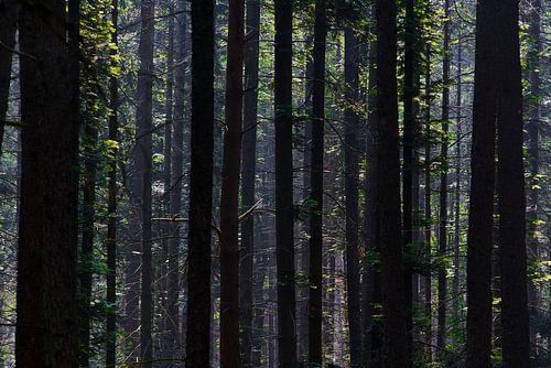 Uitzicht in het bos op de Utrechtse Heuvelrug