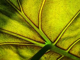 Das grüne Blatt von Carol Maarsen