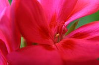 Geranium