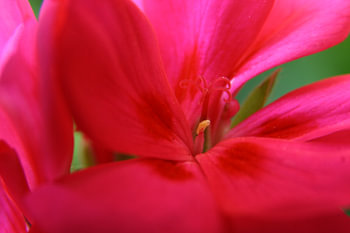 Geranium