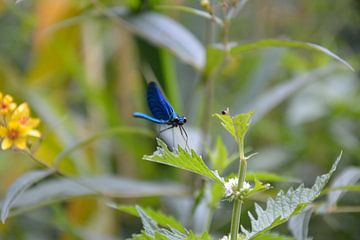 Blue dragonfly in Croatia by Lisanne Wouters