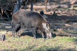 Sanglier sur Merijn Loch
