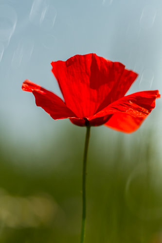 Ambiance Poppy