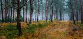 Ein Waldpanorama der Sterrebos von Willem Jongkind