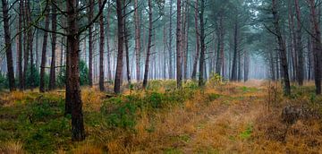 Un panorama forestier des Sterrebos sur Willem Jongkind