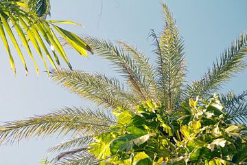 Palm trees on Curaçao by Lisa Bouwman