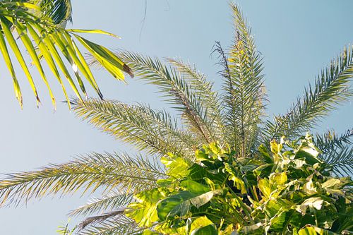 Palmen auf Curaçao