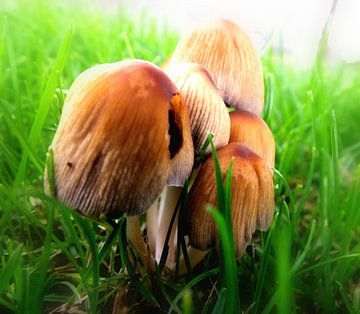 "paddestoelen in het gras" / mushrooms on the grass van Pascal Engelbarts