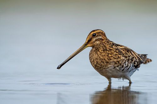 Watersnip